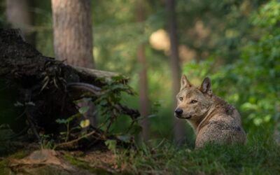 Wilki w Polsce: Fakty, liczby i pytania o przyszłość