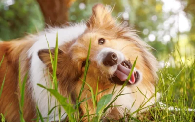 Dlaczego pies je trawę? Fakty i mity o trawnikowym wypasie Twojego pupila.