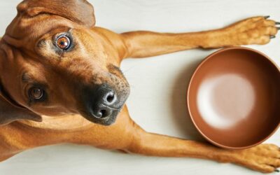 Miski, maty i miseczki – jaka zastawa stołowa dla naszego psiaka?